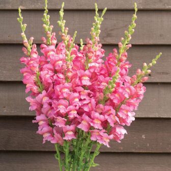 Lauvmutīte 'Sonnet Rose'
